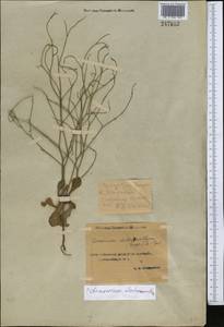 Limonium dichroanthum (Rupr.) Ikonn.-Gal. ex Lincz., Middle Asia, Syr-Darian deserts & Kyzylkum (M7) (Uzbekistan)