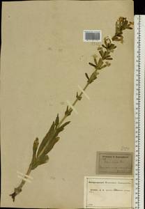 Silene viscosa (L.) Pers., Eastern Europe, Central forest-and-steppe region (E6) (Russia)