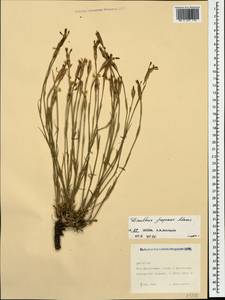 Dianthus fragrans Bieb., Caucasus, Dagestan (K2) (Russia)