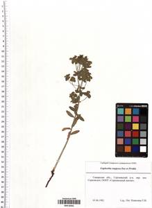 Euphorbia stepposa Zoz ex Prokh., Eastern Europe, Middle Volga region (E8) (Russia)