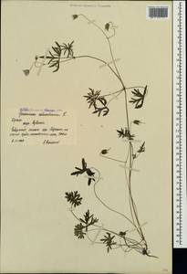 Geranium columbinum L., Crimea (KRYM) (Russia)