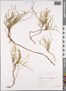 Ephedra distachya L., Siberia, Altai & Sayany Mountains (S2) (Russia)