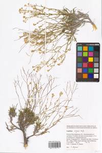 Lepidium lyratum L., Eastern Europe, Lower Volga region (E9) (Russia)