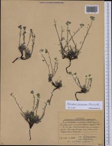 Eritrichium jenisseense Turcz. ex A. DC., Siberia, Altai & Sayany Mountains (S2) (Russia)