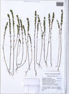 Euphrasia pectinata, Middle Asia, Western Tian Shan & Karatau (M3) (Kyrgyzstan)