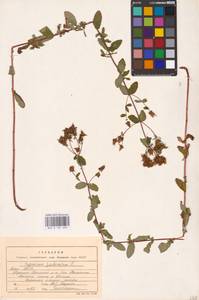 Hypericum perforatum L., Eastern Europe, Northern region (E1) (Russia)