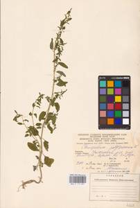 Lipandra polysperma (L.) S. Fuentes, Uotila & Borsch, Eastern Europe, West Ukrainian region (E13) (Ukraine)