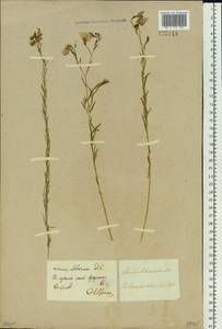 Linum perenne subsp. perenne, Siberia, Baikal & Transbaikal region (S4) (Russia)