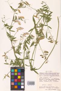 Vicia biennis L., Eastern Europe, Lower Volga region (E9) (Russia)