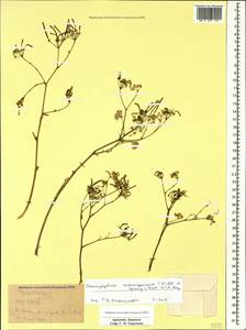 Chaerophyllum macrospermum (Willd. ex Spreng.) Fisch. & C. A. Mey., Caucasus, Armenia (K5) (Armenia)