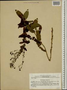 Hieracium virosum Pall., Eastern Europe, Middle Volga region (E8) (Russia)