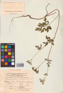 Chaerophyllum temulum L., Eastern Europe, West Ukrainian region (E13) (Ukraine)