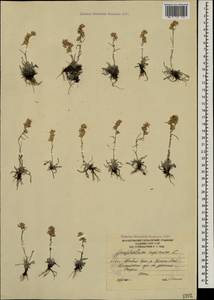 Omalotheca supina (L.) DC., Caucasus, South Ossetia (K4b) (South Ossetia)