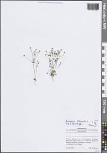 Androsace elongata L., Eastern Europe, Lower Volga region (E9) (Russia)