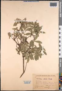Lonicera caerulea subsp. caerulea, Siberia, Baikal & Transbaikal region (S4) (Russia)