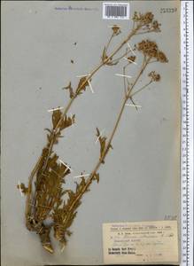 Patrinia intermedia (Hornem.) Roem. & Schult., Middle Asia, Northern & Central Tian Shan (M4) (Kazakhstan)