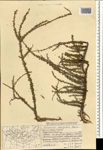 Potaninia mongolica Maxim., Mongolia (MONG) (Mongolia)