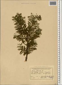 Taxus baccata L., Caucasus, Krasnodar Krai & Adygea (K1a) (Russia)