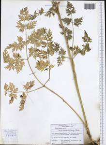 Pteroselinum austriacum (Jacq.) Rchb., Western Europe (EUR) (Italy)