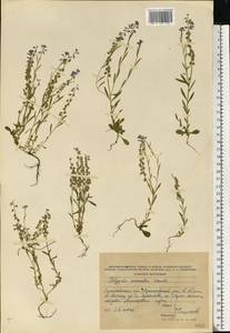 Polygala amarella Crantz, Eastern Europe, Central forest region (E5) (Russia)