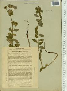 Euphorbia esula subsp. esula, Siberia, Baikal & Transbaikal region (S4) (Russia)