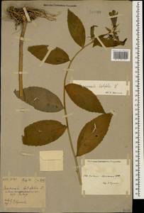 Campanula latifolia L., Caucasus, Armenia (K5) (Armenia)