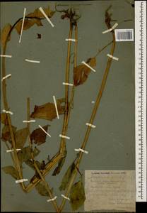 Lapsana communis subsp. grandiflora (M. Bieb.) P. D. Sell, Caucasus, Krasnodar Krai & Adygea (K1a) (Russia)