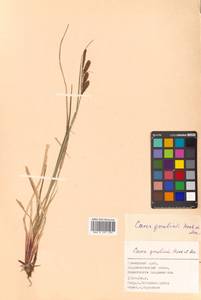 Carex gmelinii Hook. & Arn., Siberia, Russian Far East (S6) (Russia)