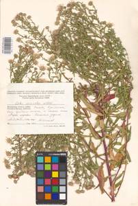 Symphyotrichum ×versicolor (Willd.) G. L. Nesom, Eastern Europe, Moscow region (E4a) (Russia)