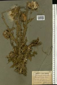 Carduus nutans, Eastern Europe, South Ukrainian region (E12) (Ukraine)