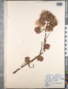 Cirsium palustre (L.) Scop., Eastern Europe, Central region (E4) (Russia)