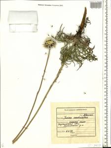 Jurinea arachnoidea Bunge, Eastern Europe, Central forest-and-steppe region (E6) (Russia)