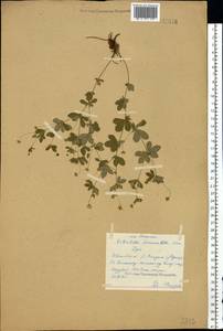 Potentilla erecta (L.) Raeusch., Eastern Europe, Central forest region (E5) (Russia)