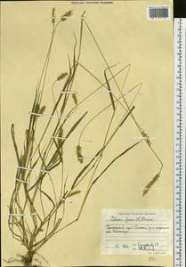 Setaria pumila (Poir.) Roem. & Schult., Siberia, Russian Far East (S6) (Russia)