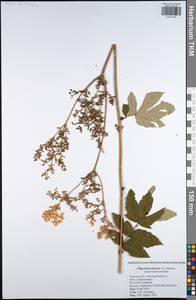 Filipendula ulmaria (L.) Maxim., Eastern Europe, Central region (E4) (Russia)