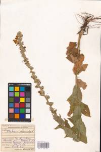 MHA 0 159 051, Verbascum phlomoides L., Eastern Europe, Middle Volga region (E8) (Russia)