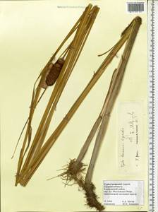 Typha laxmannii Lepech., Eastern Europe, North-Western region (E2) (Russia)