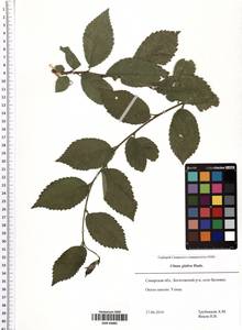 Ulmus glabra Huds., Eastern Europe, Middle Volga region (E8) (Russia)