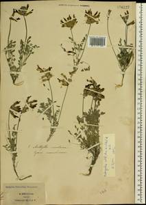 Astragalus vesicarius subsp. vesicarius, Eastern Europe, South Ukrainian region (E12) (Ukraine)