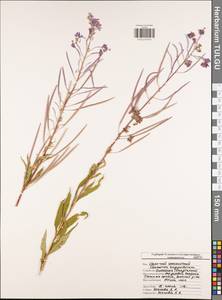 Chamaenerion angustifolium subsp. angustifolium, Eastern Europe, Central region (E4) (Russia)