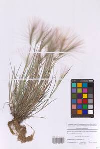 Hordeum jubatum L., Eastern Europe, Moscow region (E4a) (Russia)