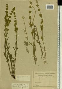 Silene borysthenica (Gruner) Walters, Eastern Europe, Lower Volga region (E9) (Russia)