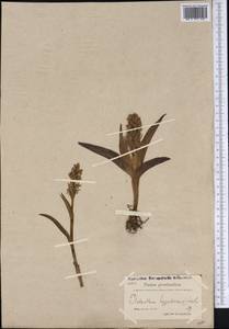 Platanthera hyperborea (L.) Lindl., America (AMER) (Greenland)