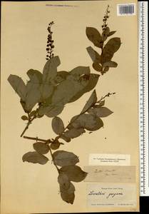 Leucothoe grayana Maxim., South Asia, South Asia (Asia outside ex-Soviet states and Mongolia) (ASIA) (Japan)