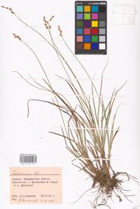 Carex canescens subsp. canescens, Eastern Europe, West Ukrainian region (E13) (Ukraine)