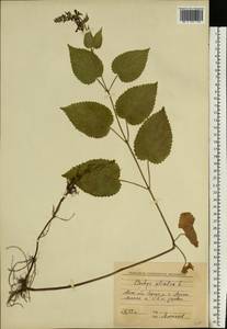 Stachys sylvatica L., Eastern Europe, Moscow region (E4a) (Russia)