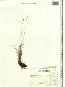 Carex capillaris L., Siberia, Russian Far East (S6) (Russia)