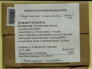 Sciuro -hypnum oedipodium (Mitt.) Ignatov & Huttunen, Bryophytes, Bryophytes - Belarus (B2) (Belarus)