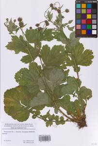 Geum macrophyllum Willd., Eastern Europe, Moscow region (E4a) (Russia)