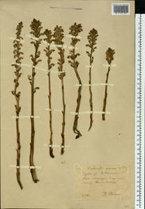 Orobanche cumana Wallr., Eastern Europe, Central forest-and-steppe region (E6) (Russia)